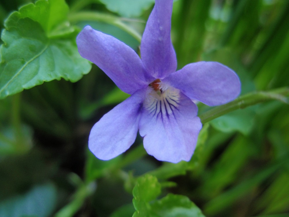 Viola reichenbachiana / Viola silvestre